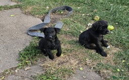Patterdale Terrier dogs for sale: 2 Adorable Farm-Bred Girls.  - Image 1