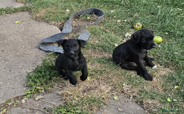 Patterdale Terrier dogs - Advert 7