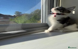 Mixed Breed cats for sale: Adorable Ragdoll and Norwegian Forest Kittens - Image 9
