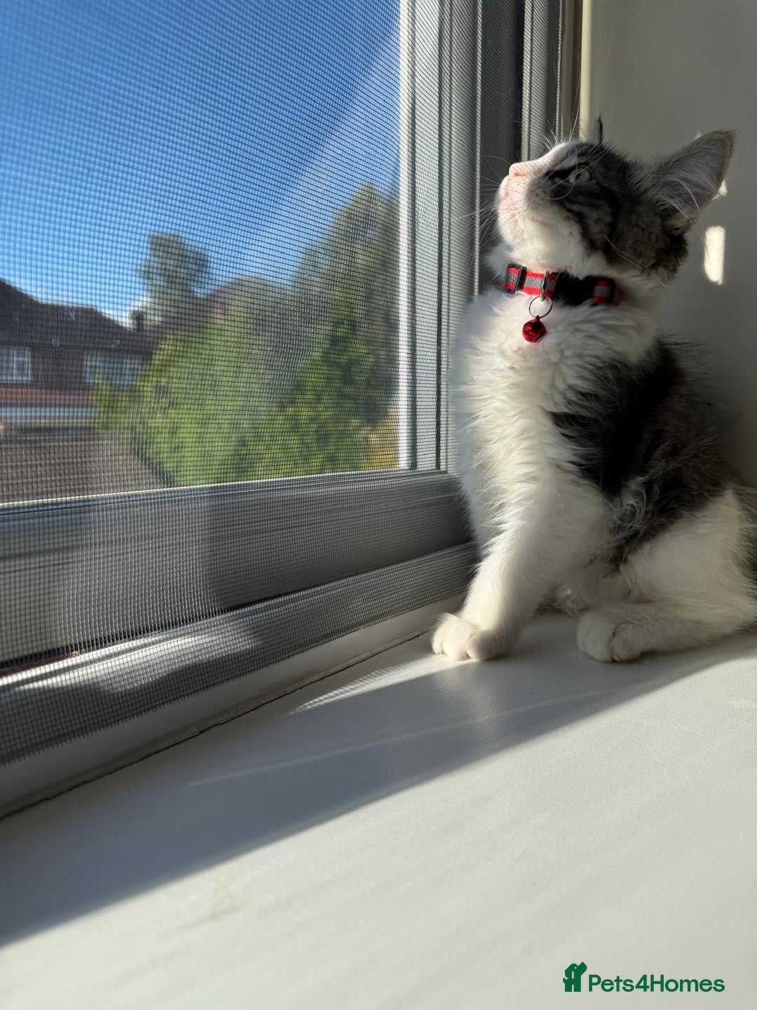 Mixed Breed cats for sale: Adorable Ragdoll and Norwegian Forest Kittens - Image 9