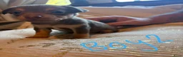 Mixed Breed dogs for sale: Chihuahua X patterdale puppies for sale - Advert 5