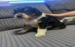 Mixed Breed dogs for sale: Border doodle - Image 23