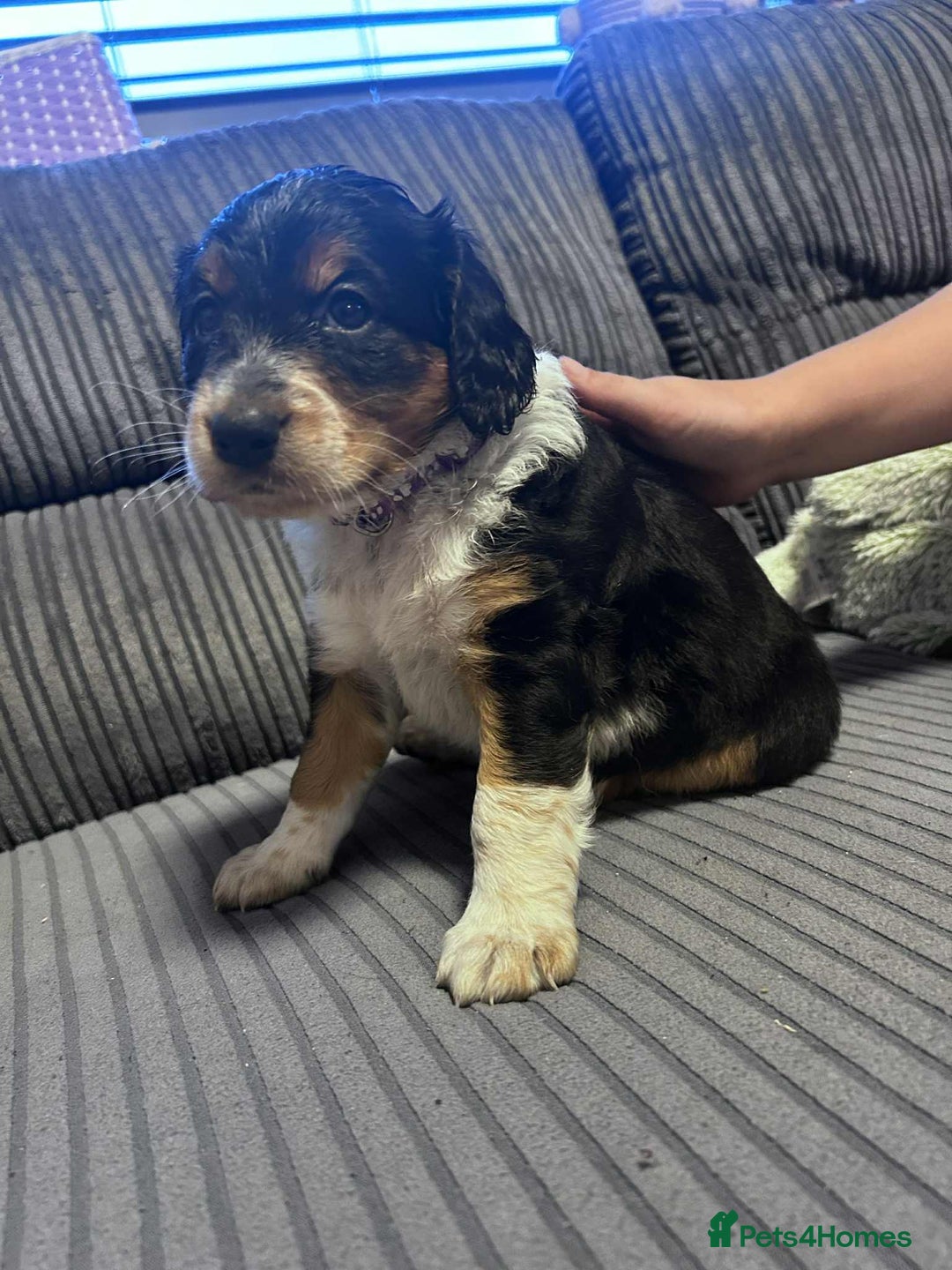 Mixed Breed dogs for sale: Border doodle - Image 23