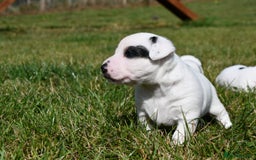 Jack Russell dogs for sale: Jack Russell puppies for sale  - Image 4