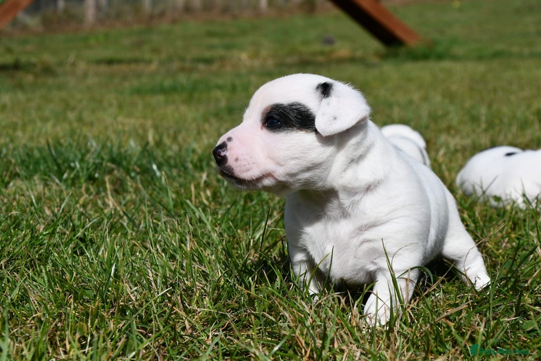 Jack Russell dogs for sale: Jack Russell puppies for sale  - Image 4