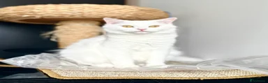 British Shorthair 1