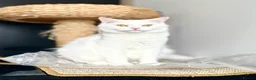 British Shorthair cats for sale: Beautiful White British Shorthair  - Advert 2