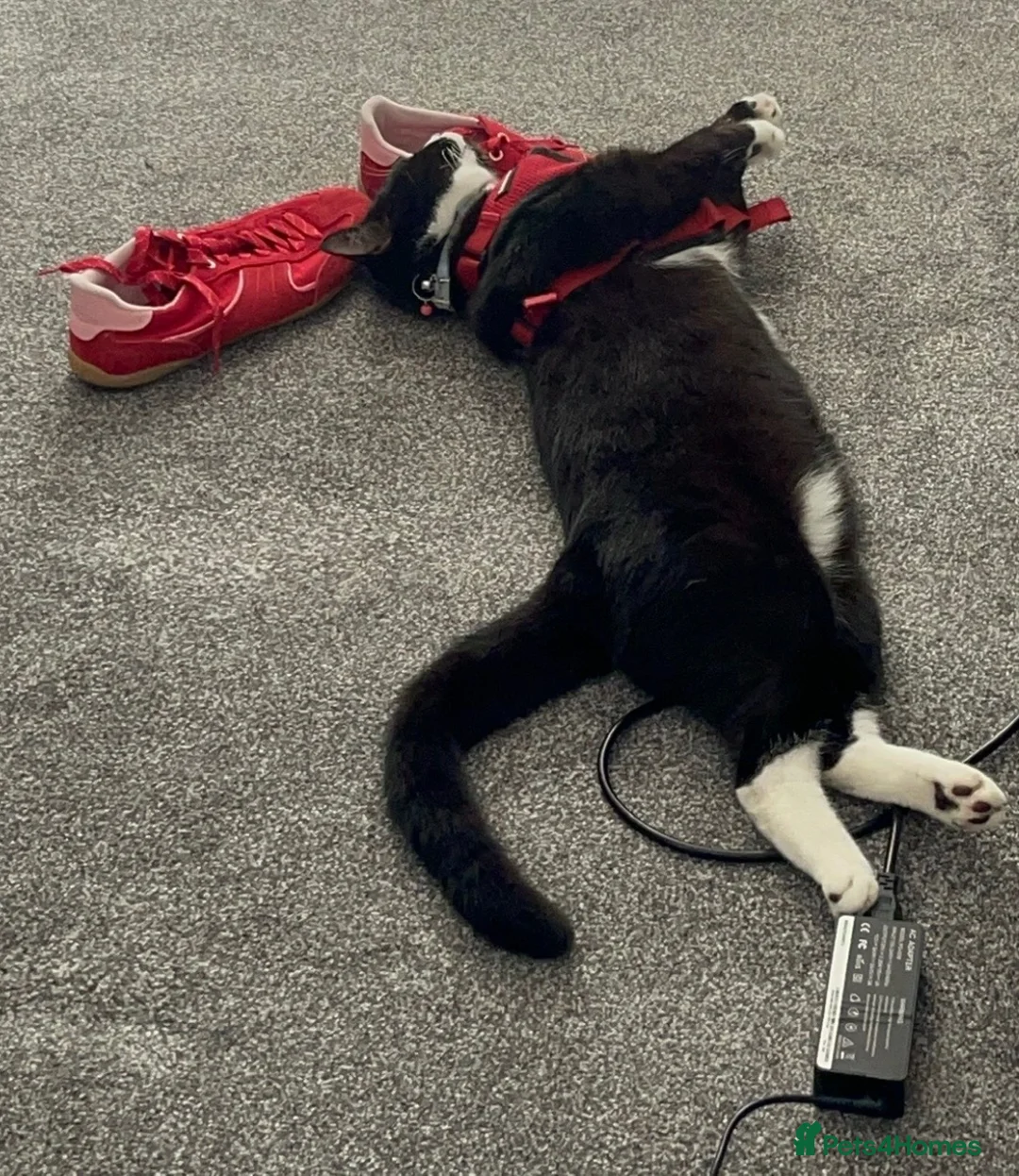 British Shorthair cats for sale: Two 1 Year old Tuxedo Cats - Advert 13