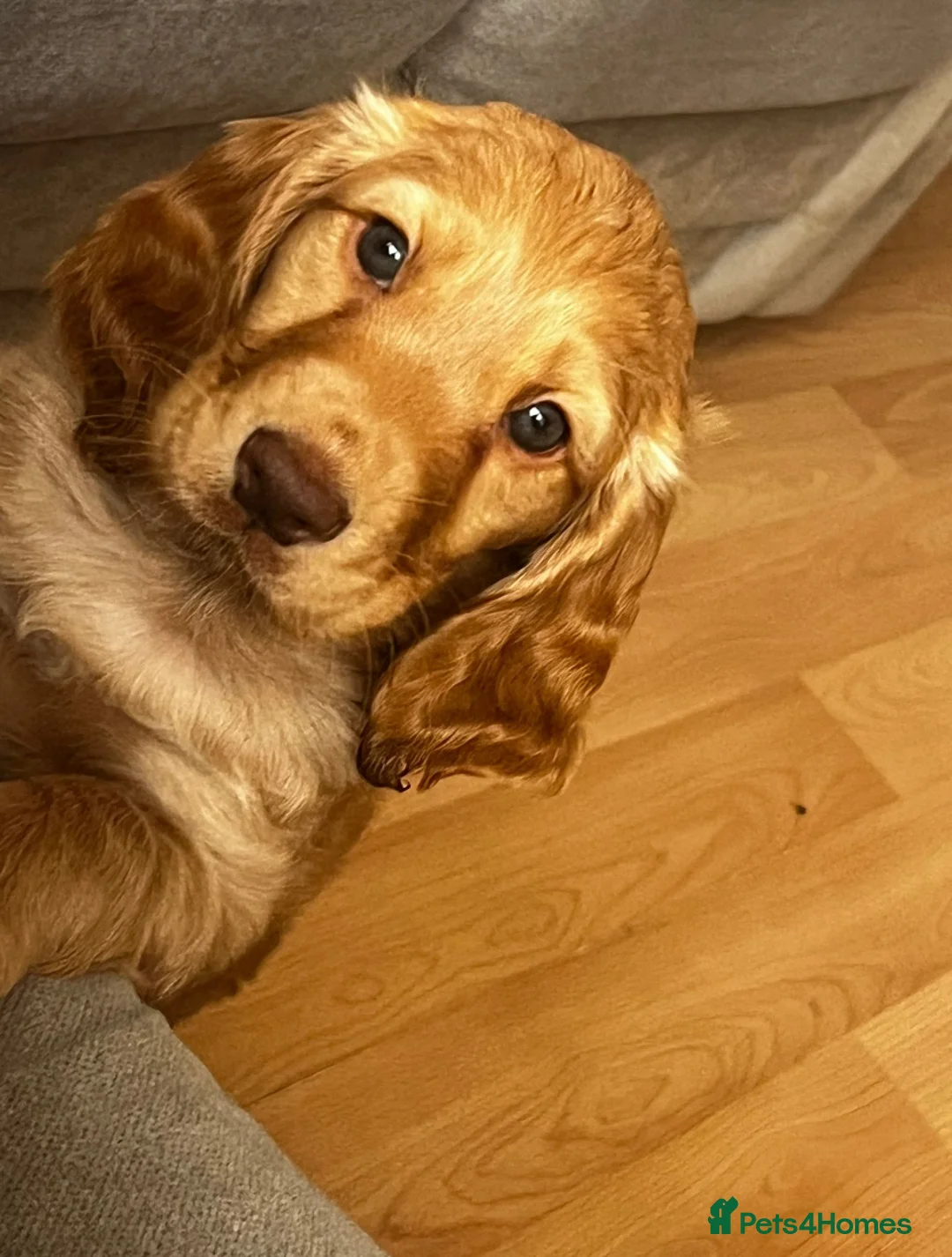 Cocker Spaniel dogs for sale: Golden cocker spaniel - Advert 2