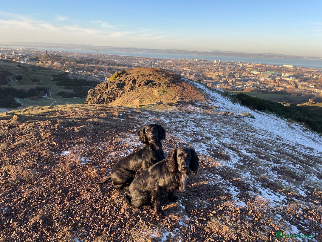 Cocker Spaniel dogs for sale: 6 Working Cocker pups KC registered - Advert 3