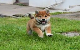 Japanese Shiba Inu dogs for sale: 🏆 Bloodline health tested Shiba Inu Puppies  in Ammanford - Image 5