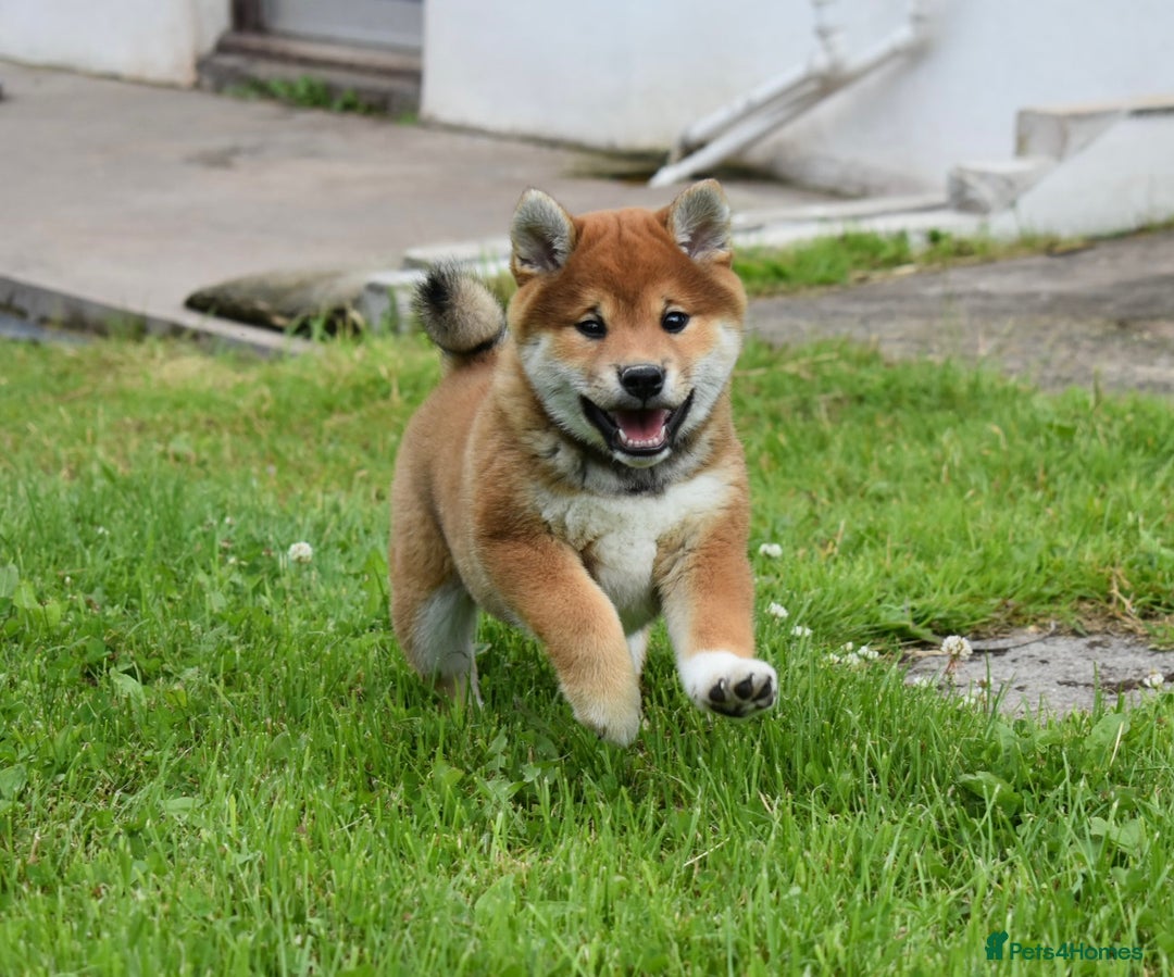 Japanese Shiba Inu dogs for sale: 🏆 Bloodline health tested Shiba Inu Puppies  in Ammanford - Image 5