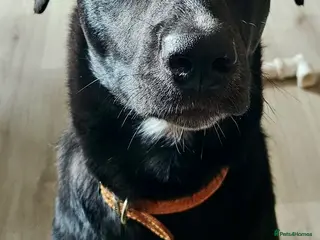 Mixed Breed dogs 7 month old girl - Advert 1