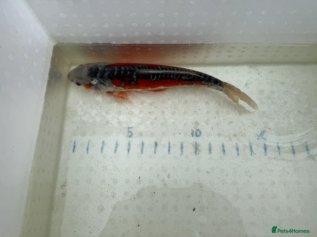 Koi Carp fish for sale: Japanese koi plus more - Advert 8
