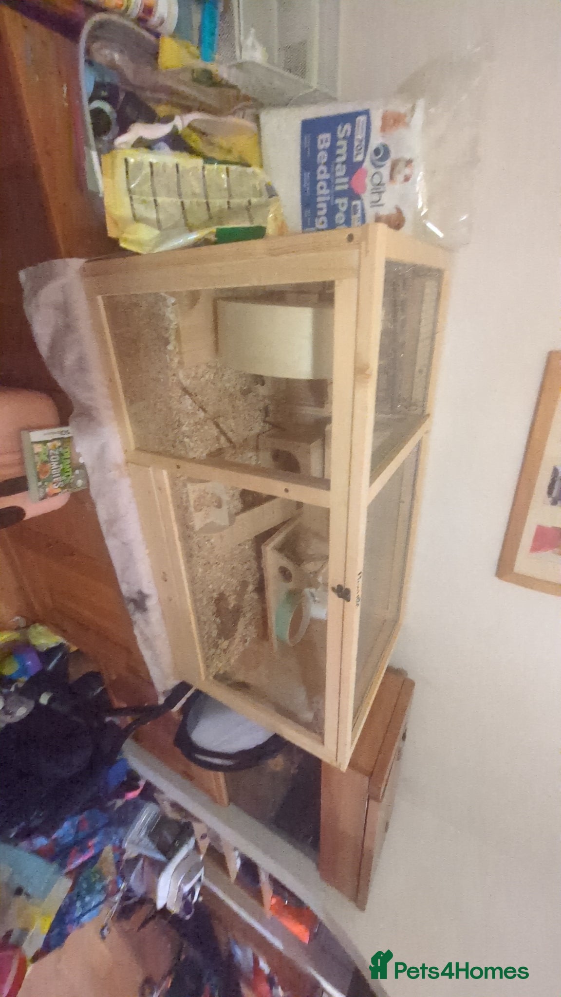 Hamster rodents for sale: Brown Syrian hamster and cage  - Advert 2