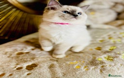 Ragdoll cats for sale: QUALITY GCCF RAGDOLLS KITTENS READY NOW  - Image 37