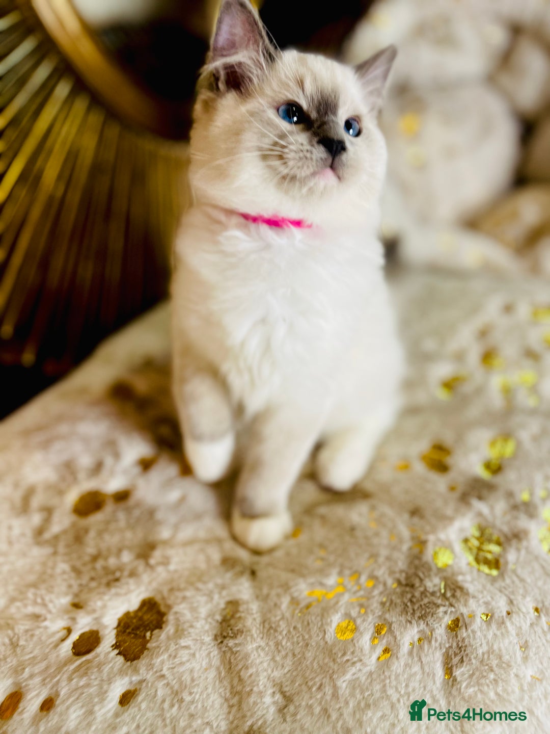 Ragdoll cats for sale: QUALITY GCCF RAGDOLLS KITTENS READY NOW  - Image 37