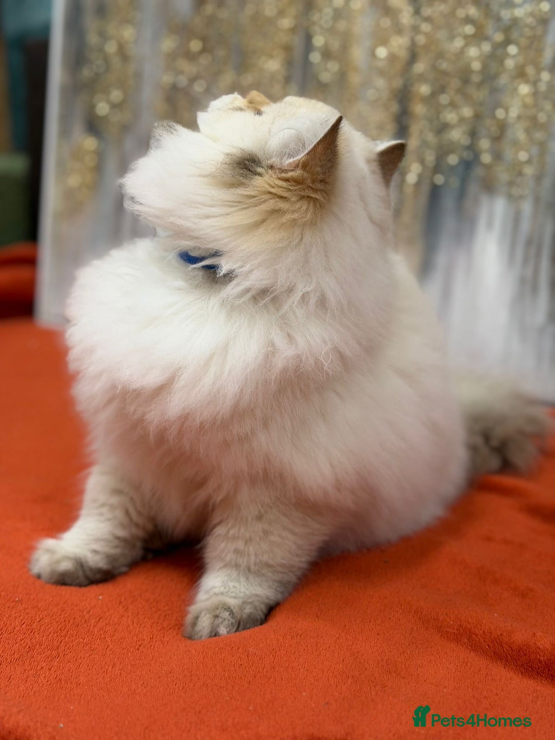 British Longhair cats for sale: 🌟Adorable TICA-Registered kitten - IZAK🌟 - Advert 10