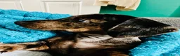 Dachshund dogs for stud: Dog To Stud  in Manchester - Advert 12