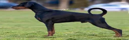 Dobermann dogs for sale:  ✨ A Carefully Planned Litter ✨ in Swansea - Advert 4