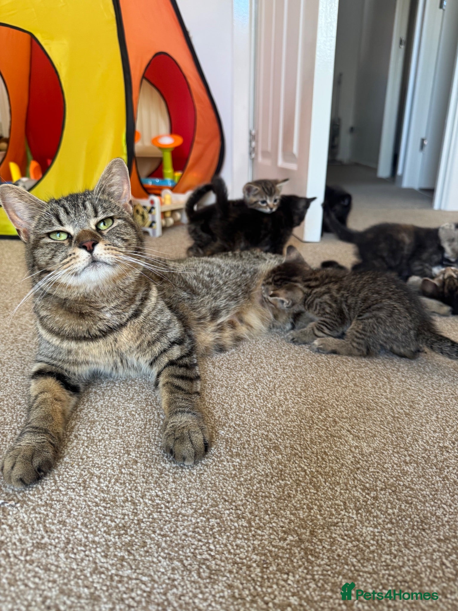 Mixed Breed cats British short hair/longhair mixed Maine coon - Advert 1