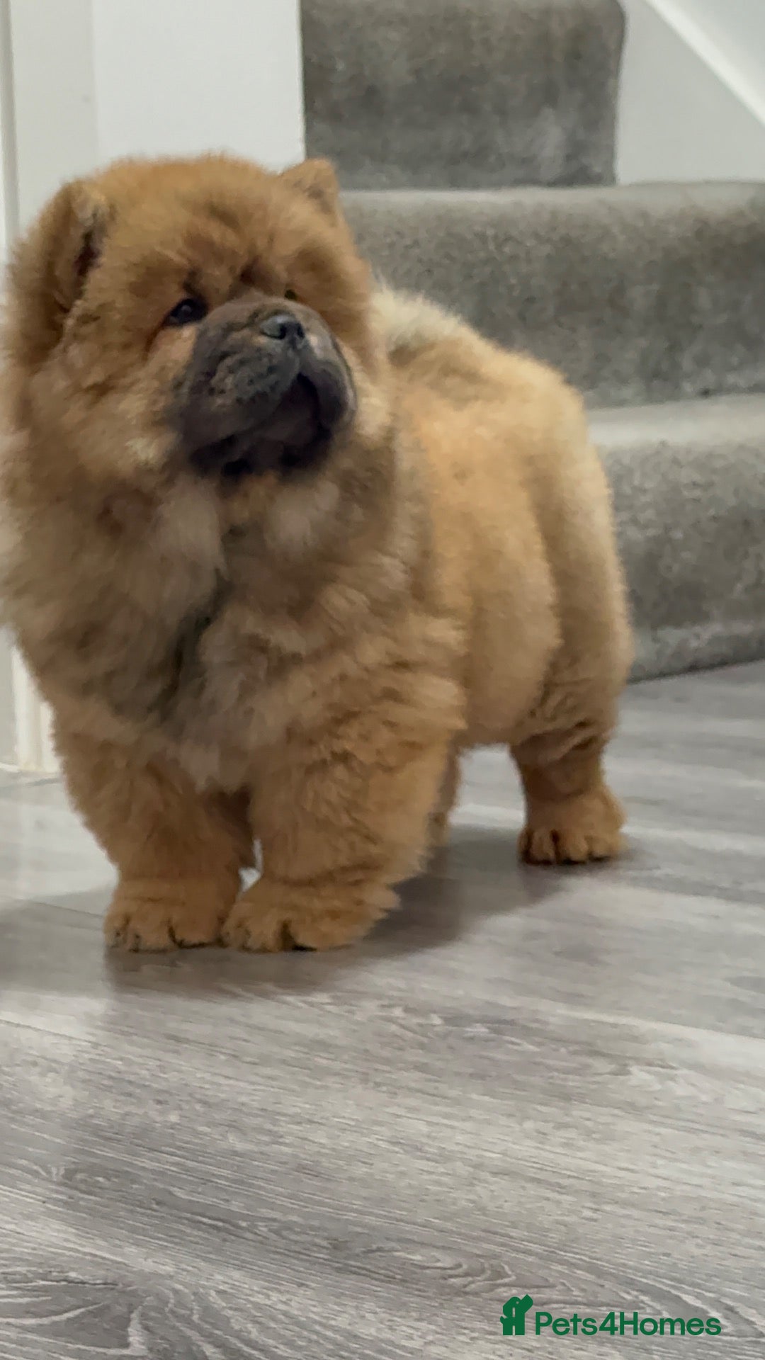Chow Chow dogs Beautiful chow chow puppies  - Advert 2