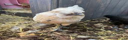 Chickens poultry for sale: 3 cocks silkie & australorp bantam  in Rugby - Advert 9