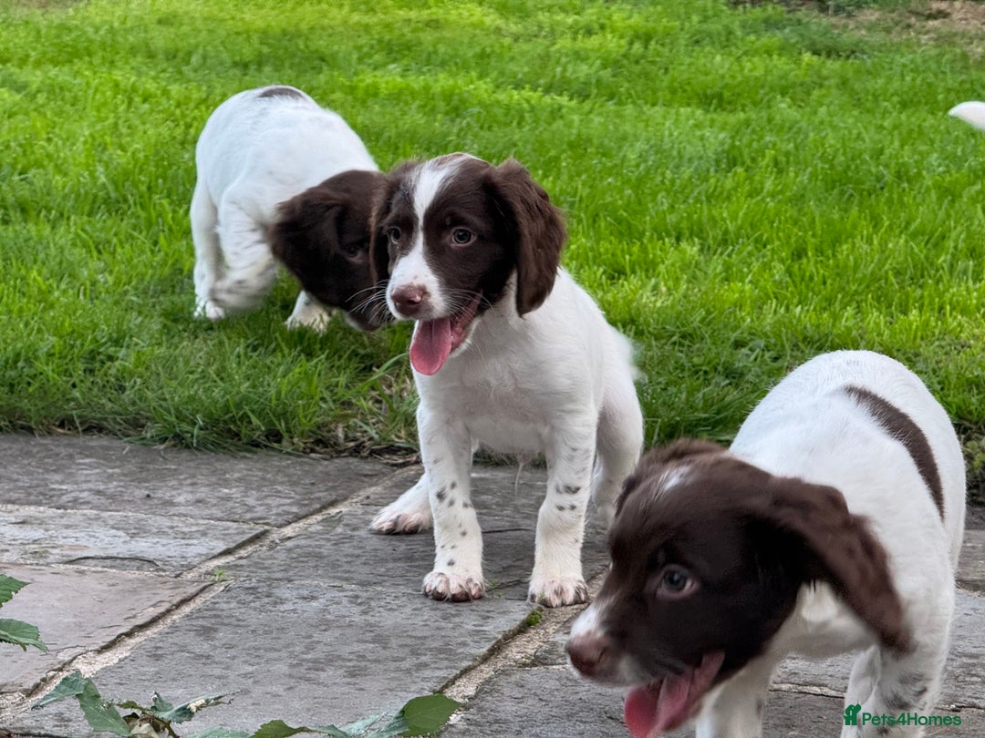 English Springer Spaniel dogs for sale: READY TO GO KC REG ESS PUPPIES - Image 6