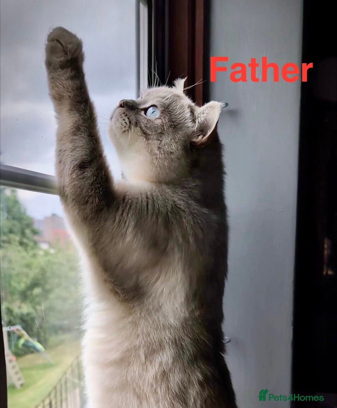 Scottish Fold cats for sale: Beautiful Scottish straight cross British shorts😍 - Image 18