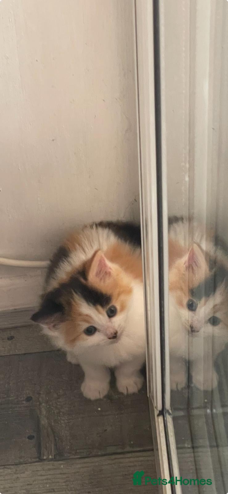 Mixed Breed cats Beautiful Long Haired Kittens  - Advert 1