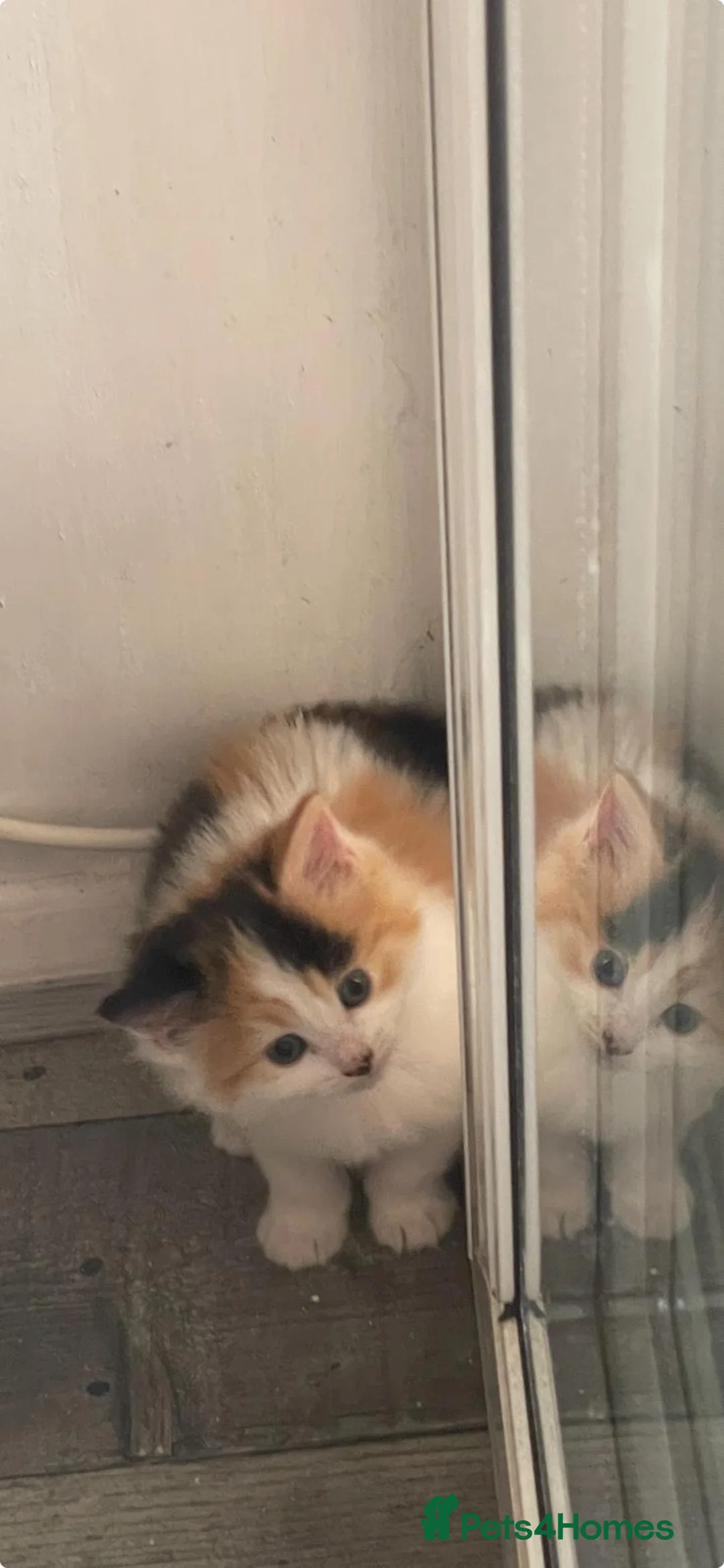 Mixed Breed cats for sale: Beautiful Long Haired Kittens  in Northampton - Advert 1