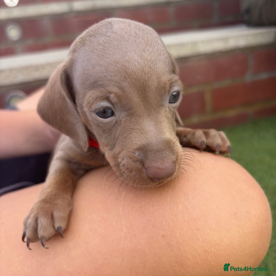 Miniature Dachshund dogs for sale: Miniature dachshund puppy’s TO LEAVE NOW in Luton - Image 13