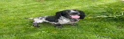 Cocker Spaniel dogs for stud: KC Registered Working Blue Roan Cocker Spaniel  - Advert 5