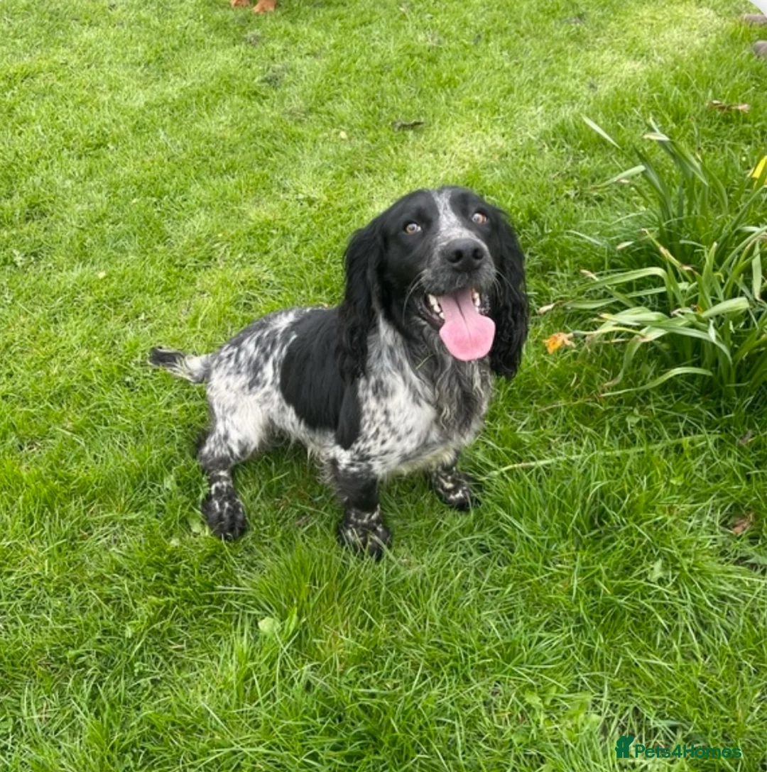 Cocker Spaniel dogs for stud: KC Registered Working Blue Roan Cocker Spaniel  - Advert 5