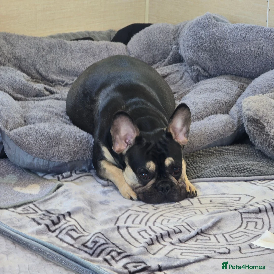 French Bulldog dogs for sale: French bulldog dog puppies  - Advert 2