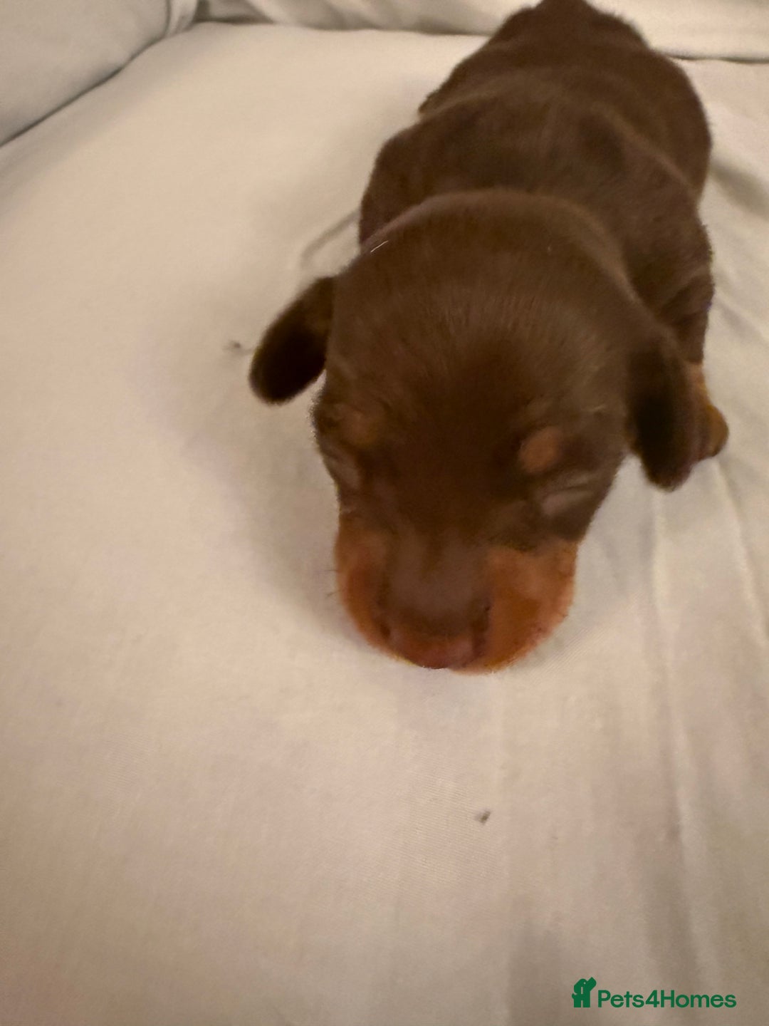 Dachshund dogs for sale: Miniature Dachshund puppies for sale - Advert 39