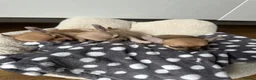 Chihuahua dogs for sale: Rare & Beautiful Chihuahua Puppies in Ipswich - Advert 15