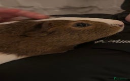 Guinea Pig rodents for sale: Two Male Guinea Pigs for sale  - Image 3