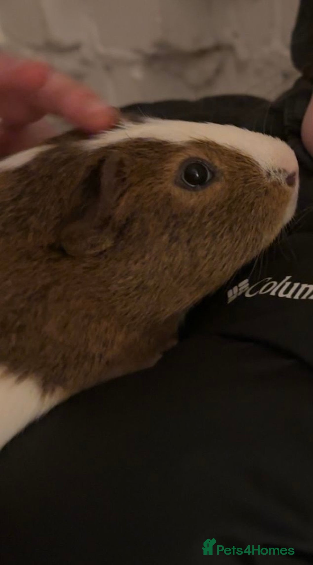 Guinea Pig rodents for sale: Two Male Guinea Pigs for sale  - Image 3