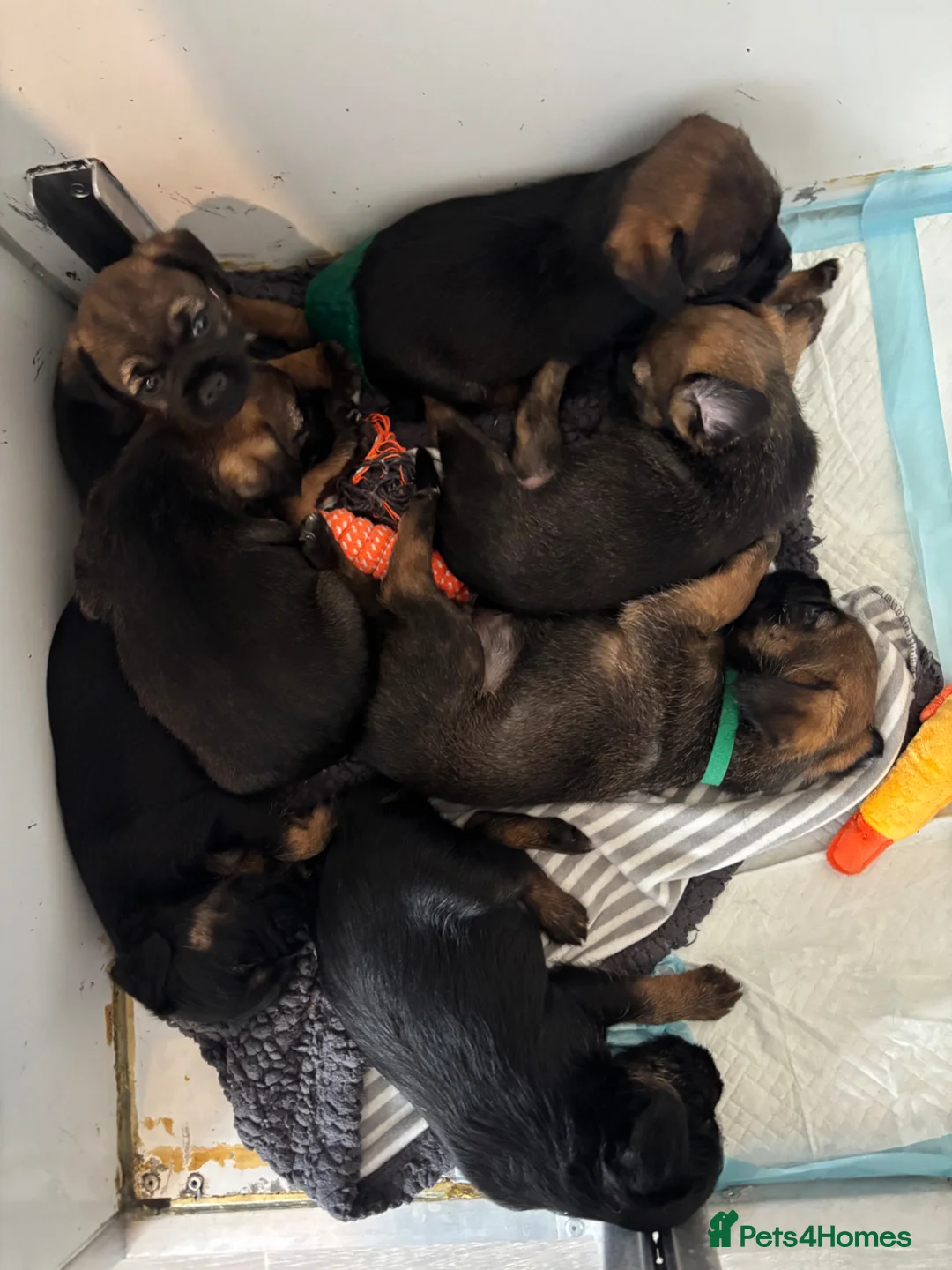 Border Terrier dogs for sale: 5 Beautiful Border Puppies - Advert 1