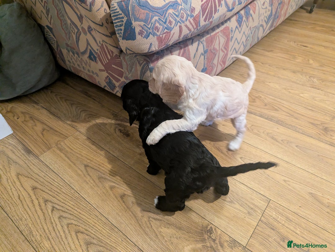 Cocker Spaniel dogs for sale: Working Cocker Spaniel puppies - Advert 15