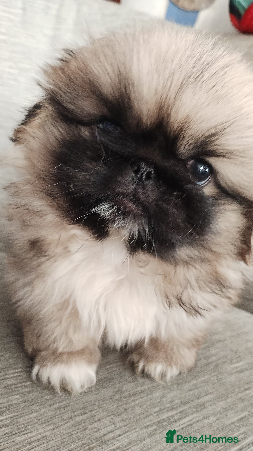 Pekingese dogs for sale: Pekingese puppies. Eastbourne - Advert 10