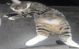 Mixed Breed cats for sale: 10 month old tabby kitten/cat  - Image 7