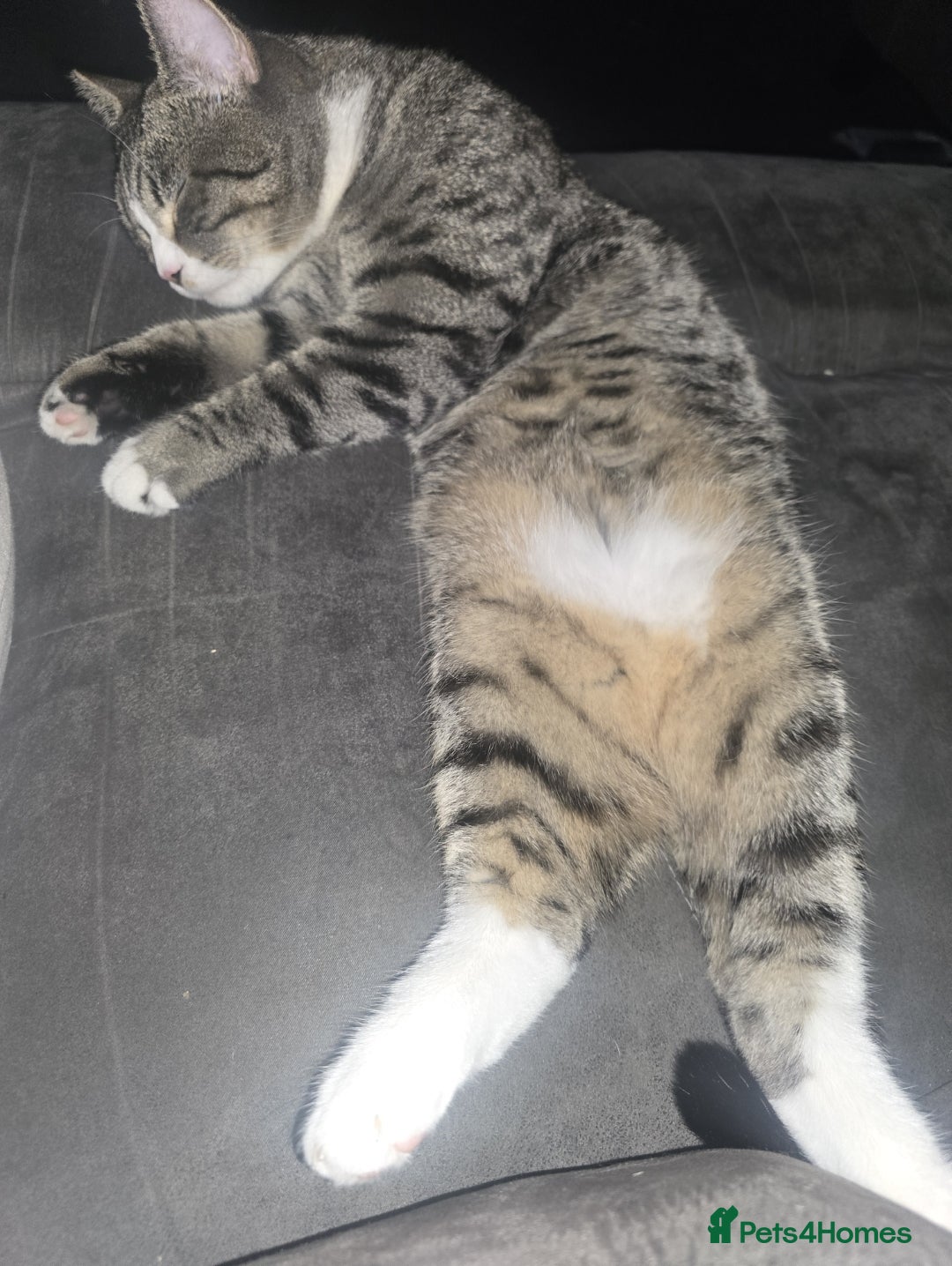Mixed Breed cats for sale: 10 month old tabby kitten/cat  - Image 7