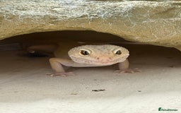 Leopard Gecko reptiles for sale: Leopard gecko  - Image 3