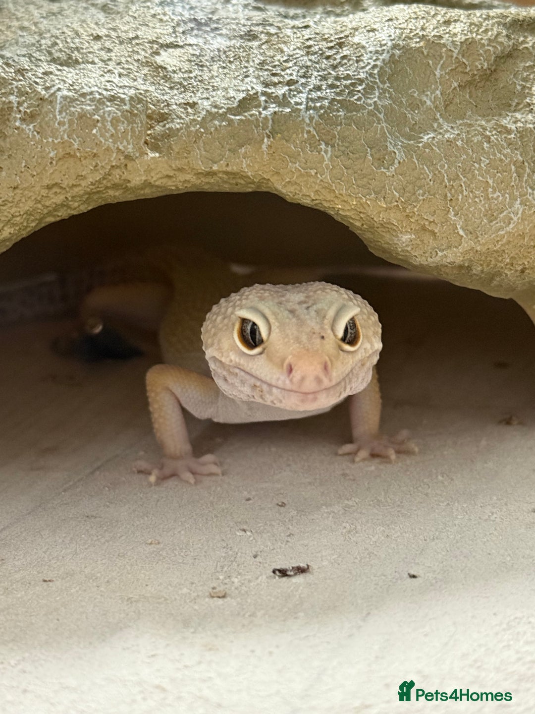 Leopard Gecko reptiles for sale: Leopard gecko  - Image 3