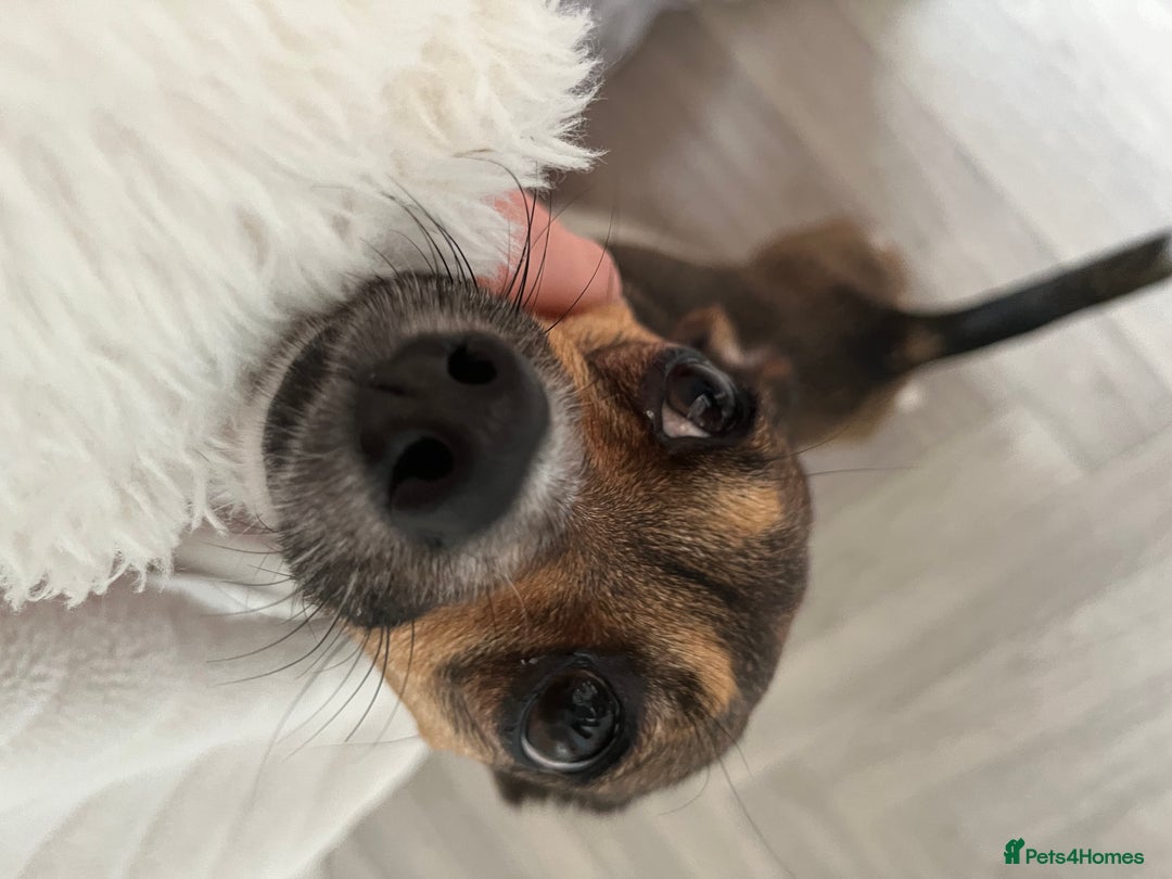 Mixed Breed dogs for sale: Beautiful Girl Bambi - Advert 6