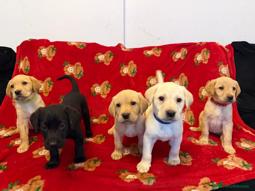 Labrador Retriever dogs for sale: Now have 5 Labrador Retriever Puppies for Sale 🐾 - Advert 3