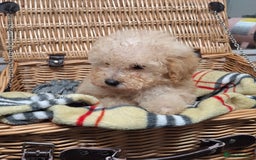Poodle dogs for sale: Minature poodle pups - Advert 6