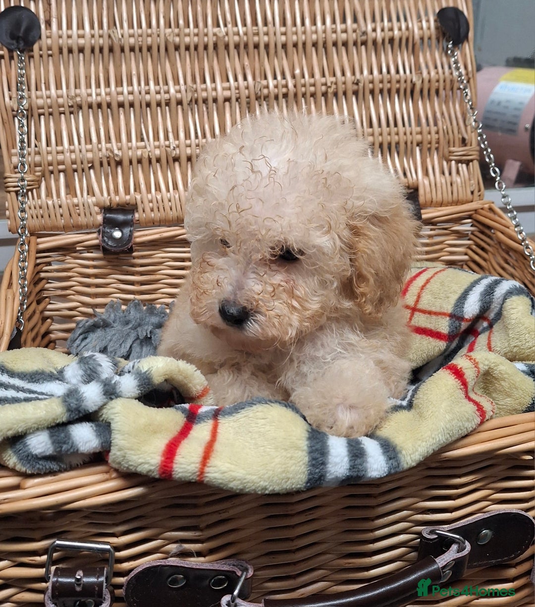 Poodle dogs for sale: Minature poodle pups - Advert 6